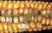 ��áӨѴ Mycotoxin ���¨��Թ�����