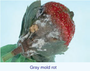 Gray mold rot