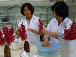อบรมเชิงปฏิบัติการ “การใช้สารยับยั้งการทำงานของเอทิลีนในไม้ดอกไม้ประดับ” ระหว่างวันที่ 15-16 สิงหาคม 2554