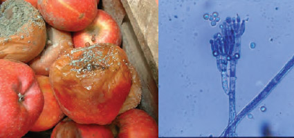 โรคเน่าของผลแอปเปิล (blue mold rot) และเชื้อรา <em>Penicillium expansum