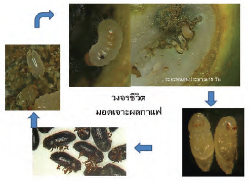 วงจรชีวิตของมอดเจาะผลกาแฟ Hypothenemus hampei