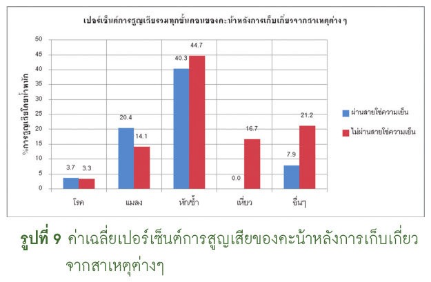 ค่าเฉลี่ยเปอร์เซ็นต์การสูญเสียของคะน้า