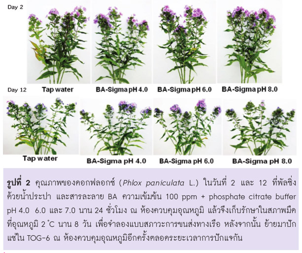 คุณภาพของดอกฟลอกซ์