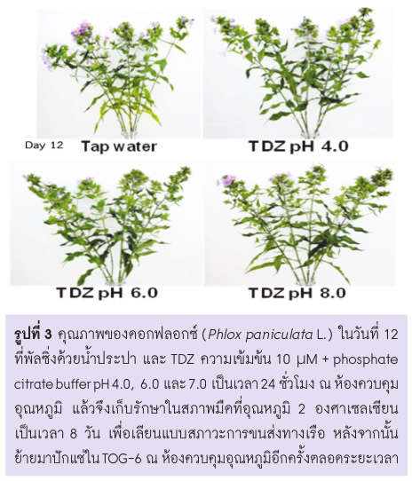 คุณภาพของดอกฟลอกซ์