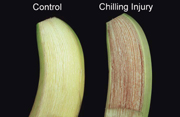 ความเสียหายระหว่างการเก็บรักษา-chilling injury ระหว่างการเก็บรักษาในห้องเย็น 3