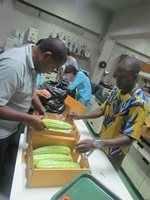 การฝึกอบรม Vegetable Postharvest Technologies