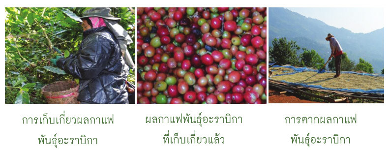 การเก็บเกี่ยวกาแฟพันธุ์อะราบิกา