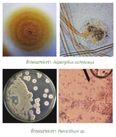 ลักษณะของรา Aspergillus ochraceus และ Penicillium sp.