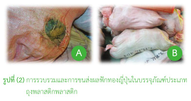 การรวบรวมและการขนส่งผลฟักทองญี่ปุ่น