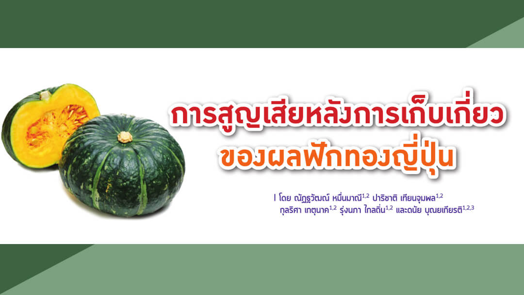 การสูญเสียหลังการเก็บเกี่ยวของผลฟักทองญี่ปุ่น