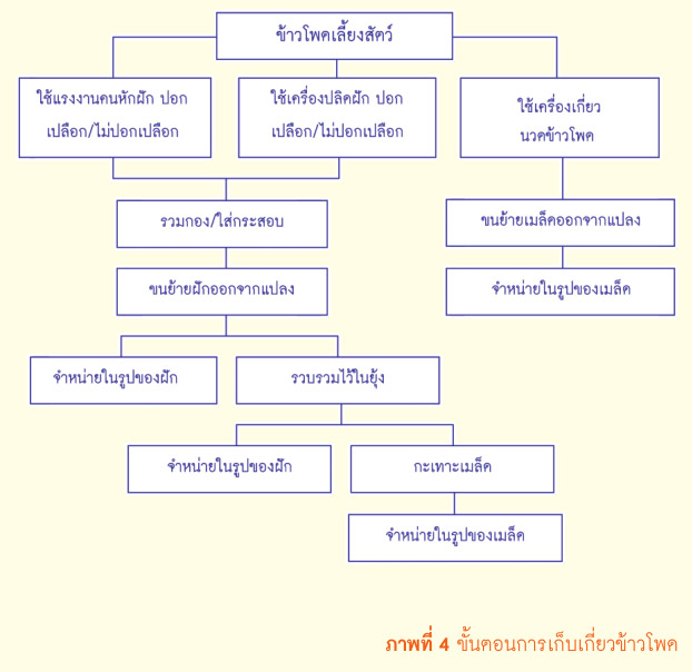 ขั้นตอนการเก็บเกี่ยวข้าวโพด