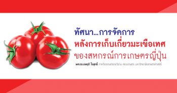 การจัดการหลังการเก็บเกี่ยวมะเขือเทศของสหกรณ์การเกษตรญี่ปุ่น