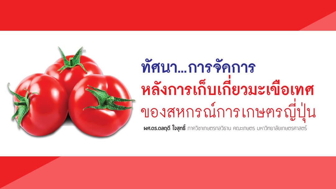 การจัดการหลังการเก็บเกี่ยวมะเขือเทศของสหกรณ์การเกษตรญี่ปุ่น