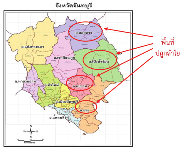 แหล่งเพาะปลูกลำไยในเขตจังหวัดจันทบุรี