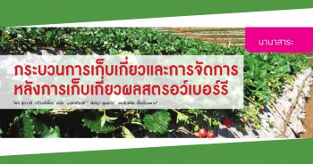 กระบวนการเก็บเกี่ยวและการจัดการหลังการเก็บเกี่ยวผลสตรอว์เบอร์รี