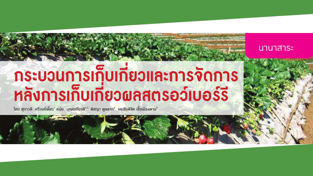 กระบวนการเก็บเกี่ยวและการจัดการหลังการเก็บเกี่ยวผลสตรอว์เบอร์รี