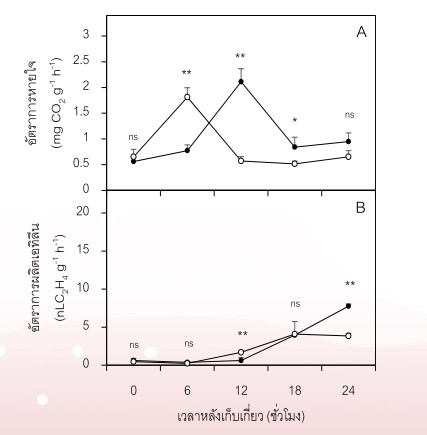 อัตราการหายใจ (A) และการผลิตเอทิลีน (B)