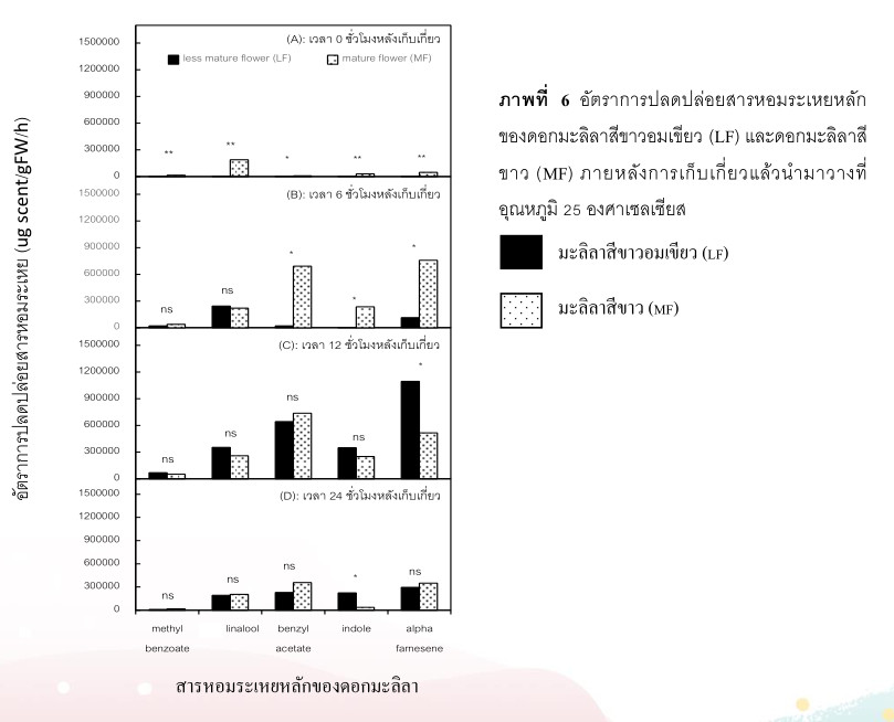 อัตราการปลดปล่อยสารหอมระเหยหลักของดอกมะลิลาสีขาวอมเขียว (LF) และดอกมะลิลาสีขาว (MF)