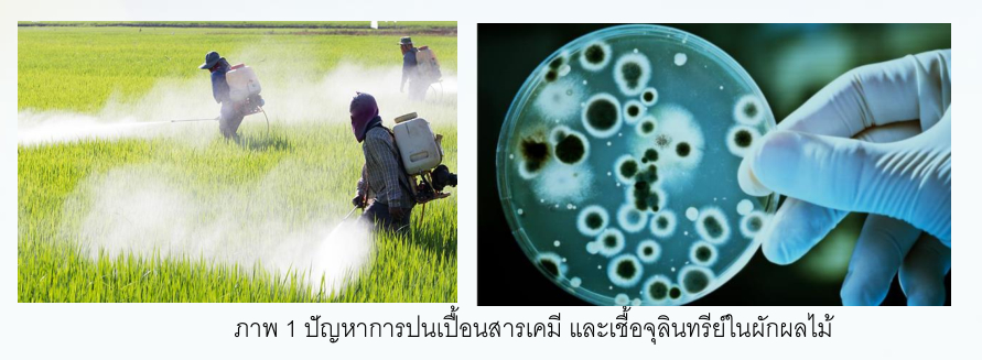 ปัญหาการปนเปื้อนสารเคมี และเชื้อจุลินทรีย์ในผักผลไม้