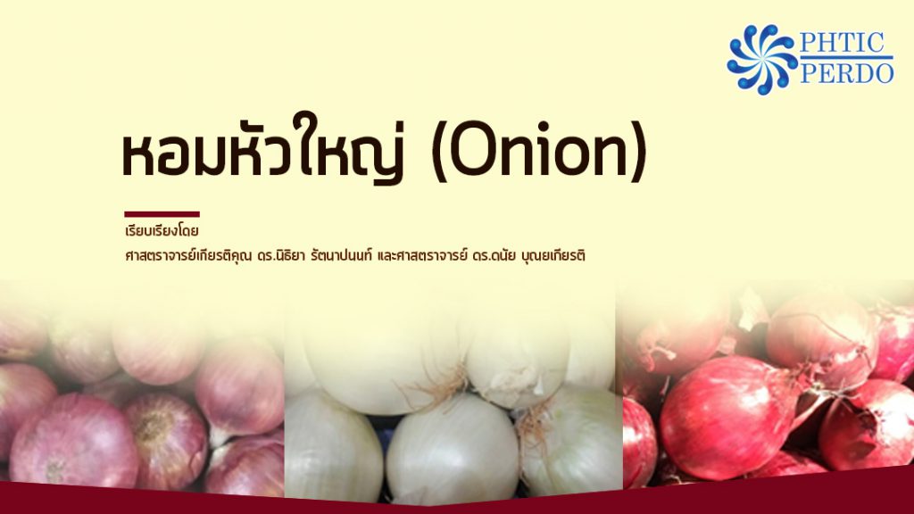หอมหัวใหญ่ (Onion)