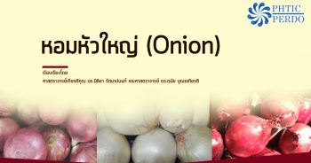 หอมหัวใหญ่ (Onion)