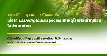 เชื้อรา Lasiodiplodia species สาเหตุโรคผลเน่าทุเรียน ในประเทศไทย