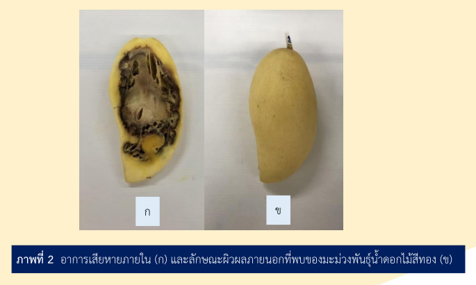 อาการเสียหายภายใน (ก) และลักษณะผิวผลภายนอกที่พบของมะม่วงพันธุ์น้ำดอกไม้สีทอง (ข)