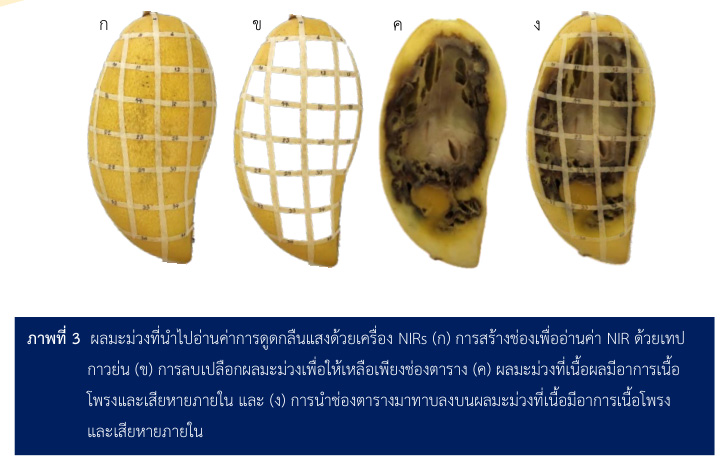 ผลมะม่วงที่นำไปอ่านค่าการดูดกลืนแสงด้วยเครื่อง NIRs 