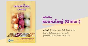 หอมหัวใหญ่ (Onion)