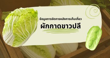 ผักกาดขาวปลี