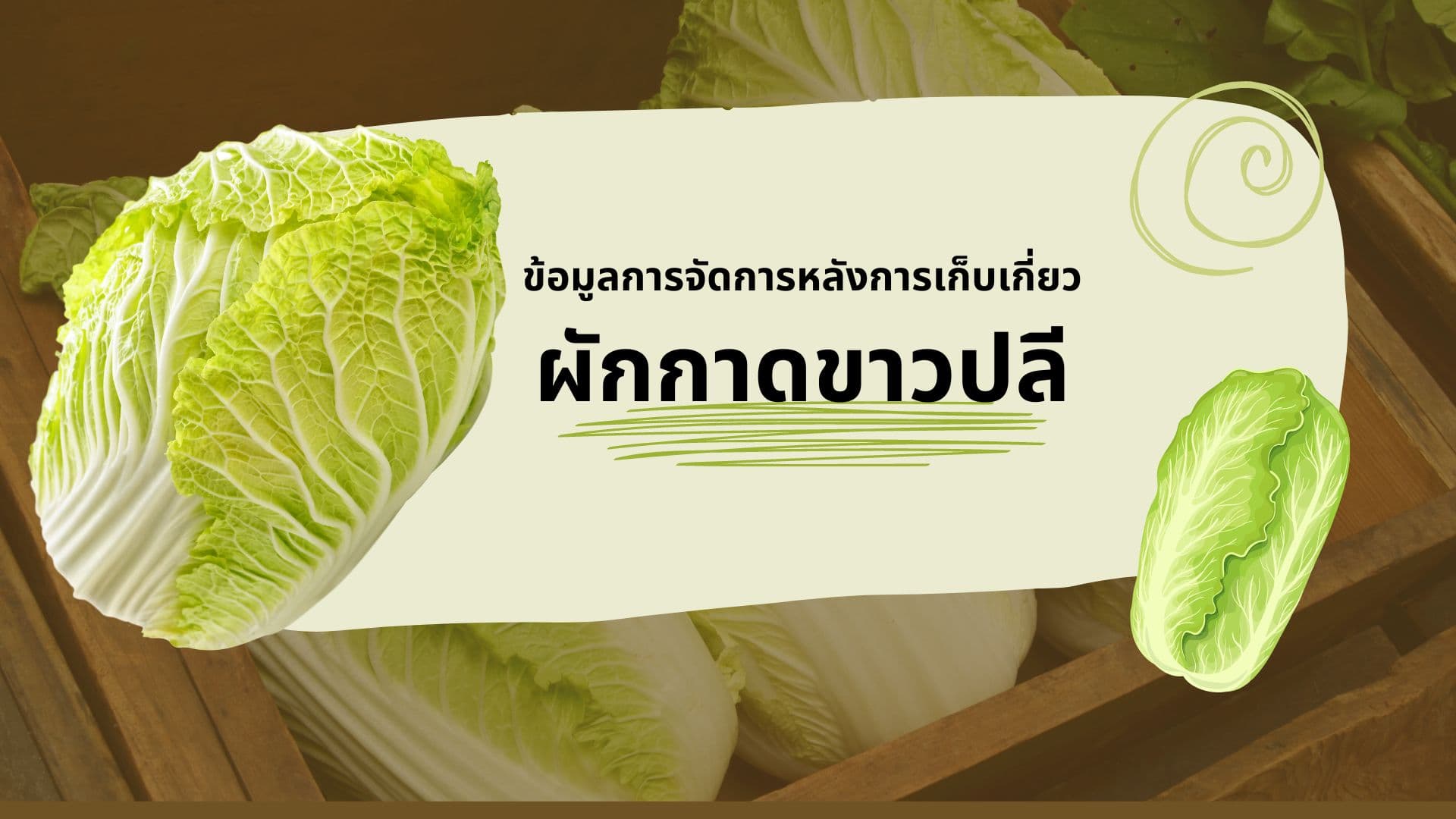 ผักกาดขาวปลี