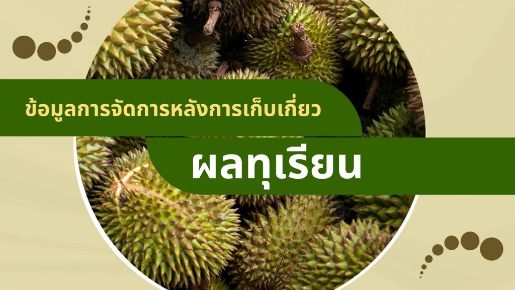 ข้อมูลการจัดการหลังการเก็บเกี่ยวผลทุเรียน