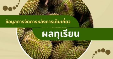 ข้อมูลการจัดการหลังการเก็บเกี่ยวผลทุเรียน