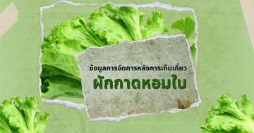 ผักกาดหอมใบ