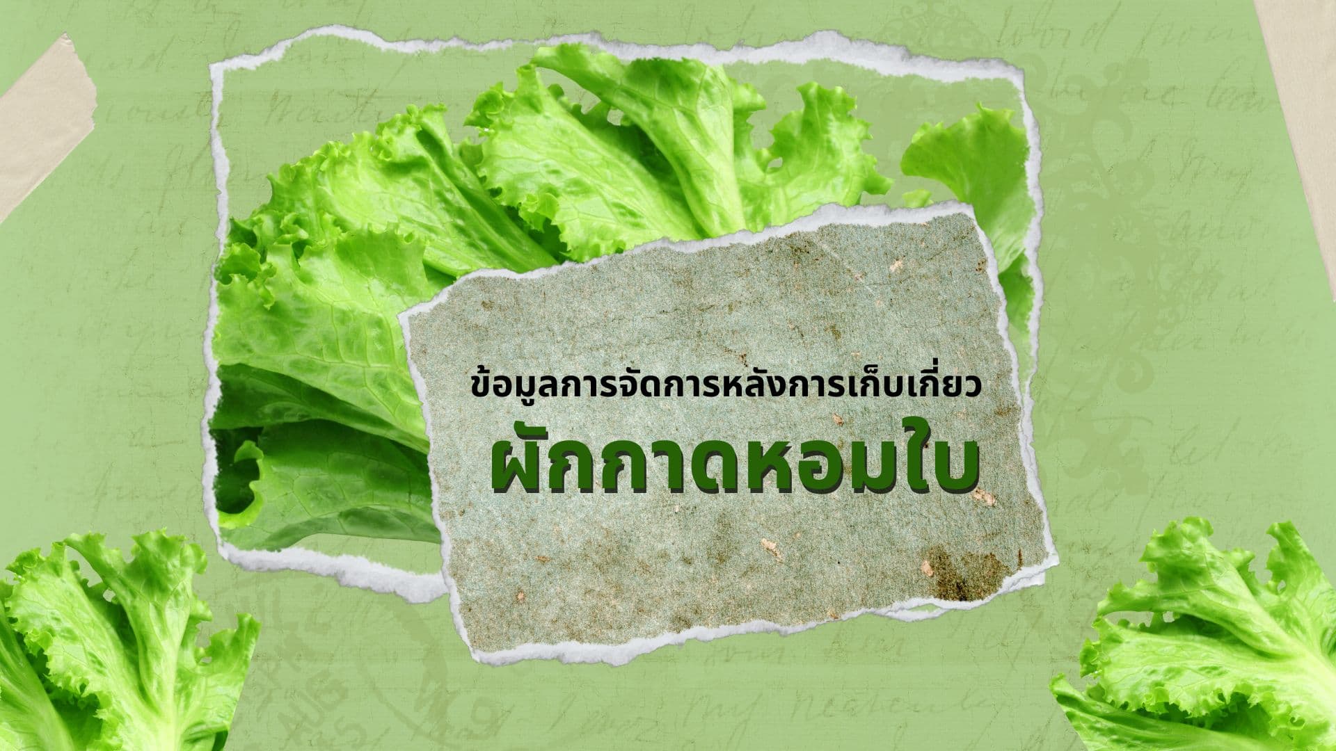 ผักกาดหอมใบ