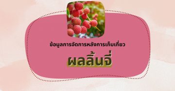 ลิ้นจี่