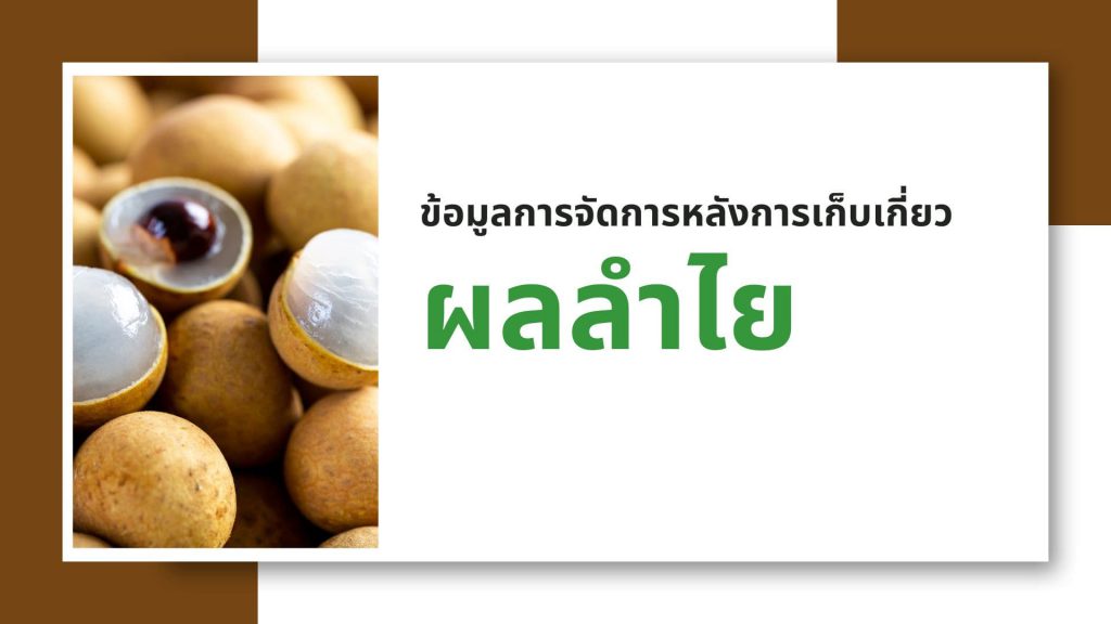 ข้อมูลการจัดการหลังการเก็บเกี่ยวผลลำไย