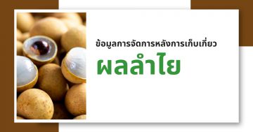 ข้อมูลการจัดการหลังการเก็บเกี่ยวผลลำไย