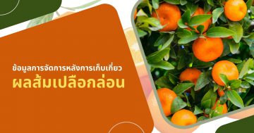 ข้อมูลการจัดการหลังการเก็บเกี่ยวผลส้มเปลือกล่อน