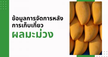 ข้อมูลการจัดการหลังการเก็บเกี่ยวผลมะม่วง