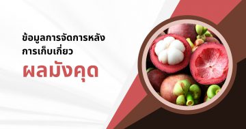 ข้อมูลการจัดการหลังการเก็บเกี่ยวผลมังคุด