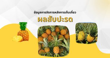 ข้อมูลการจัดการหลังการเก็บเกี่ยวผลสับปะรด