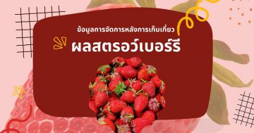 สตรอว์เบอร์รี