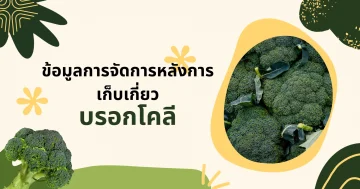 ข้อมูลการจัดการหลังการเก็บเกี่ยวบรอกโคลี