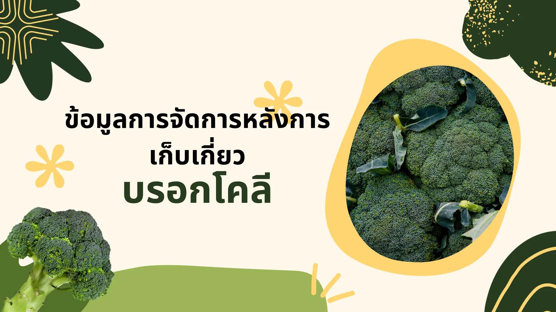 ข้อมูลการจัดการหลังการเก็บเกี่ยวบรอกโคลี