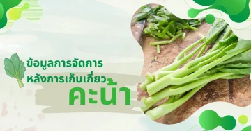 ข้อมูลการจัดการหลังการเก็บเกี่ยวคะน้า