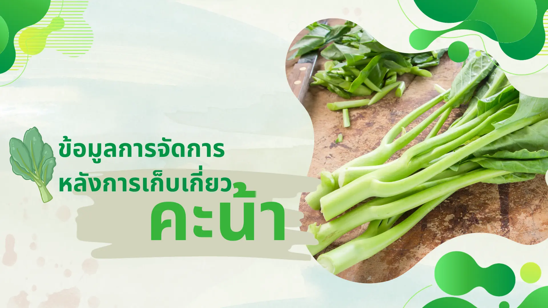 ข้อมูลการจัดการหลังการเก็บเกี่ยวคะน้า