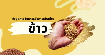 ข้อมูลการจัดการหลังการเก็บเกี่ยวข้าว