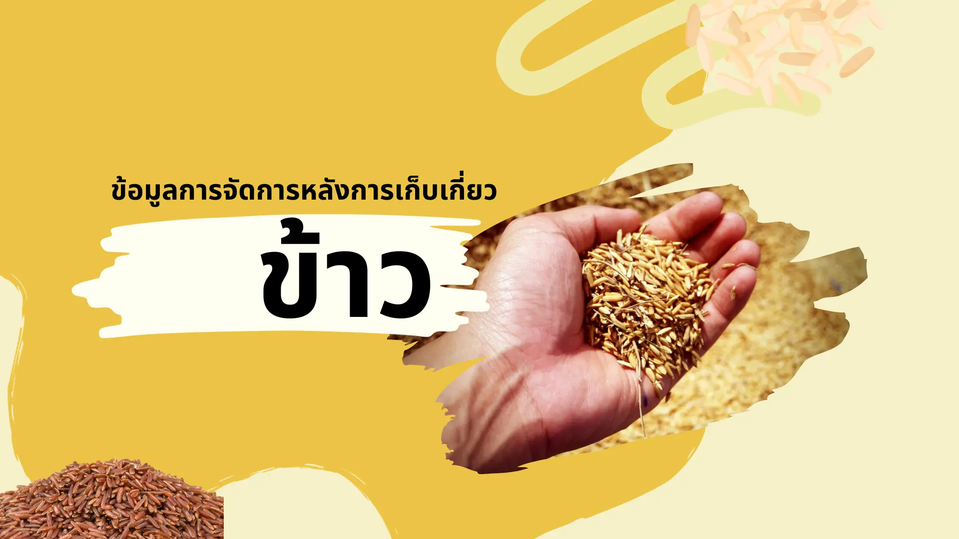 ข้อมูลการจัดการหลังการเก็บเกี่ยวข้าว