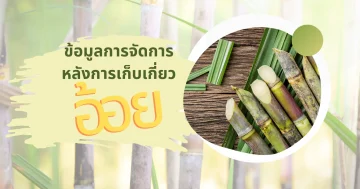 ข้อมูลการจัดการหลังการเก็บเกี่ยวอ้อย